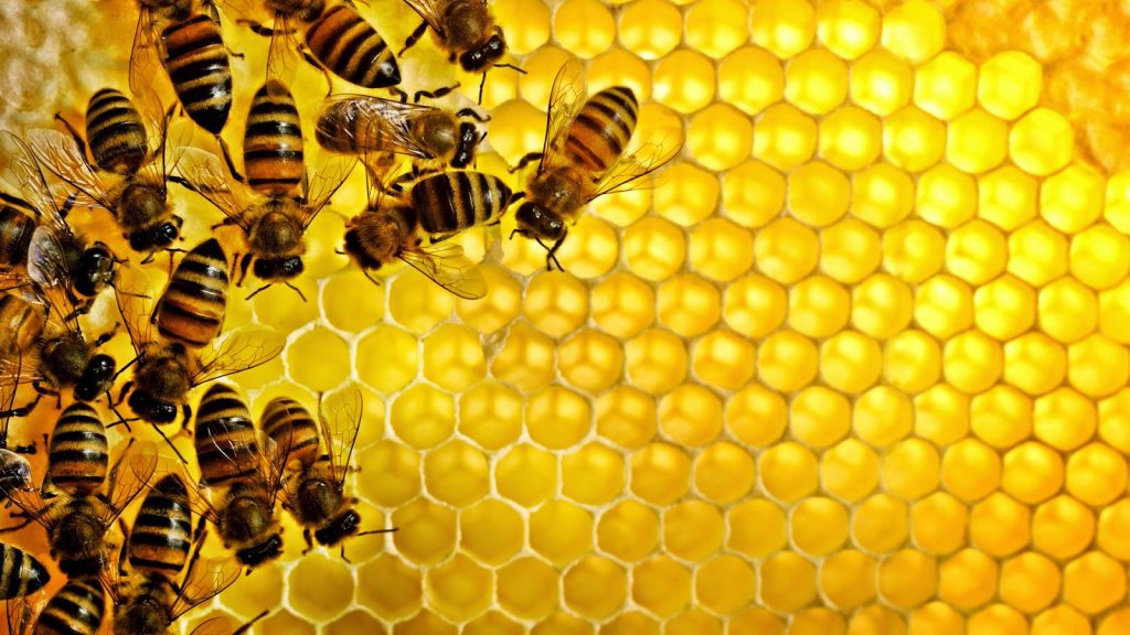 عسل النحل