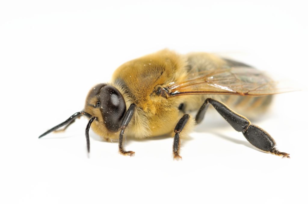 Drohne ذكر النحل