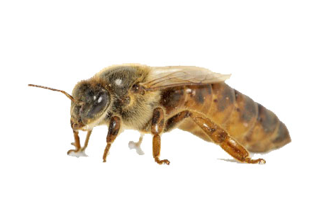bee queen ملكة النحل