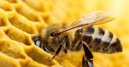 النحل الطنان