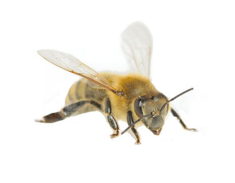 شغالات النحل