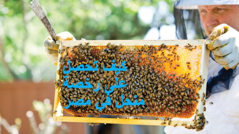 شروط جديدة.. كافة شروط الحصول على رخصة منحل في مصر و7 شروط اقامة المنحل 5 كيف تحصل على رخصة منحل