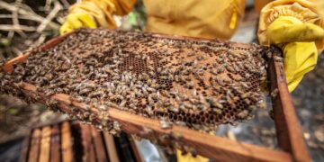 كم سعر خلية النحل في مصر 2023؟