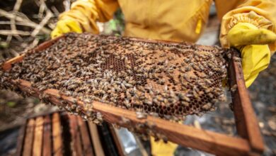 كم سعر خلية النحل في مصر 2023؟