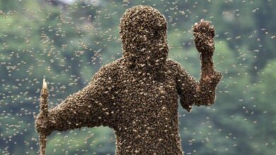 النحل يغطي جسم شخص بالكامل