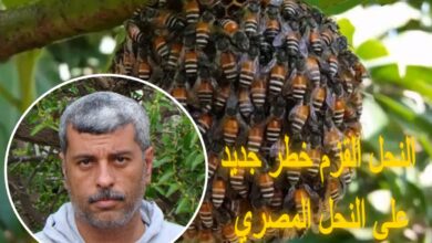 د نصر بسيوني خبير تربية النحل ومخاطر النحل القزم بمصر