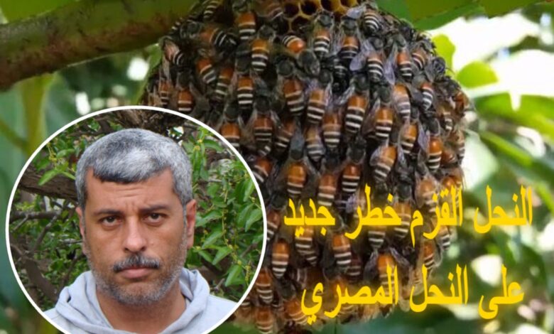 د نصر بسيوني خبير تربية النحل ومخاطر النحل القزم بمصر