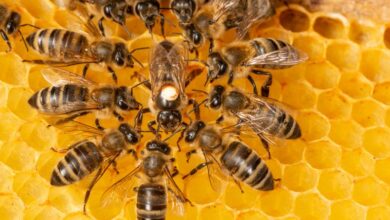 كيف يمكن أن يساعد نحل العسل في اكتشاف جثث المفقودين 2023؟