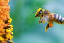 121 145201 world bee day 2020 700x400