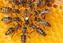 حقائق ومعلومات مدهشة حول خلايا النحل