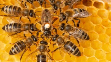 حقائق ومعلومات مدهشة حول خلايا النحل