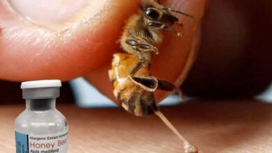 استخراج سم النحل واستخداماته العلاجية
